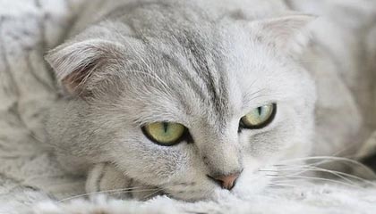 瓦伦西亚锁定布伦特福德中场奥涅卡|迪昂|开罗|贝西克塔斯|恩迪迪|西亚塔斯_新浪体育_新浪新闻