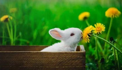 不打不相识,海米提曾头顶张玉宁染红造中超名场面